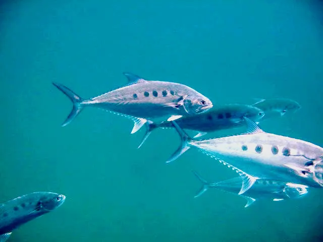 سمك ضلعة