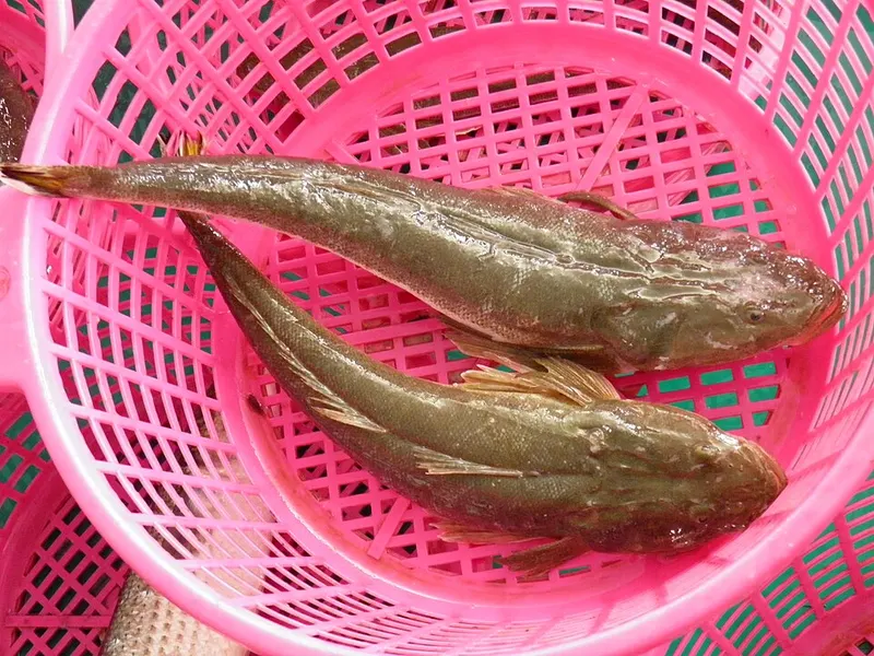 سمك وحرة